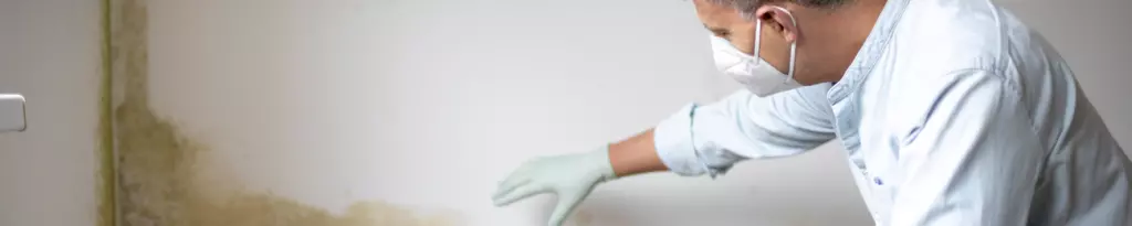 Schimmelfakten_Header_002-1024x205-1