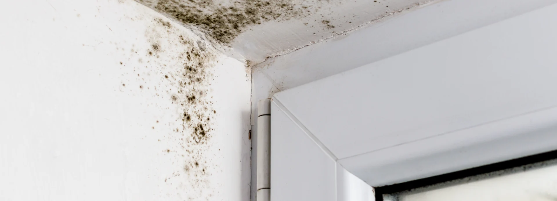 2. Entfernen, Schimmel Desktop