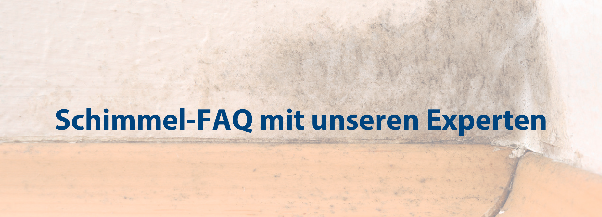Schimmel-FAQ-mit-unseren-Experten